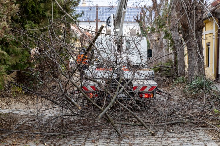 Óvatosan a közlekedéssel, kedden metszik a fákat a Budapesti főúton