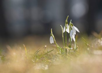 Tavaszias idő lesz hétvégén fátyolfelhőkkel