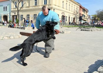 Kutyafutam: jól sikerült az adománygyűjtés a négylábúaknak – videóval