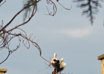 Megérkezett a váci gólyapár