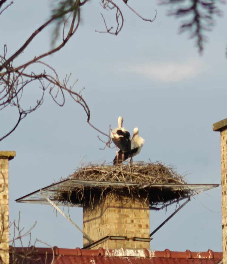Megérkezett a váci gólyapár