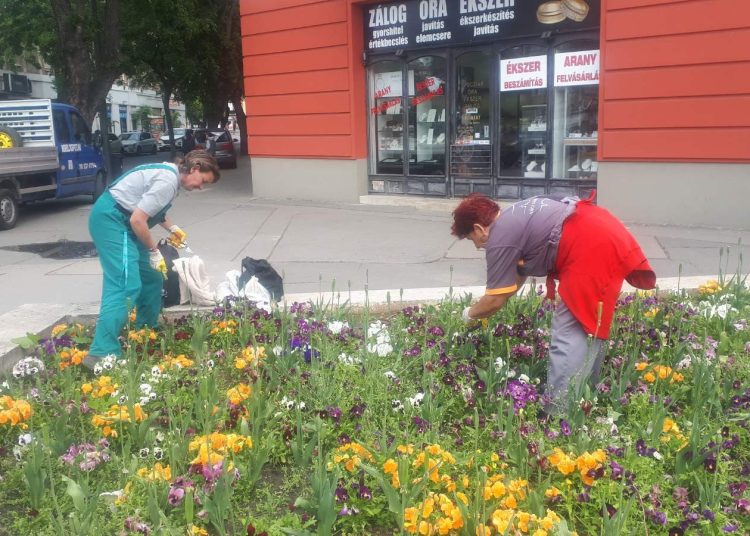 A Váci Városfejlesztő Kft. 2025.05.05. – 2025.05.11. közötti munkái – fotókkal