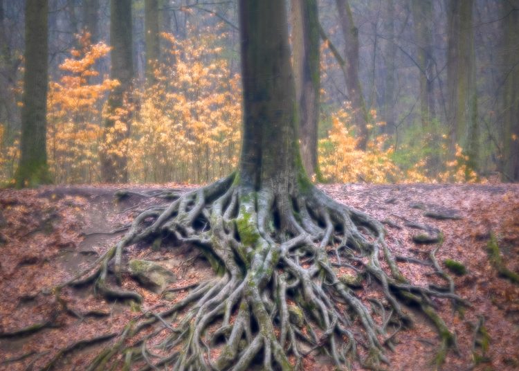 A Váci Városfejlesztő Kft. 2025.05.05. – 2025.05.11. közötti munkái – fotókkal