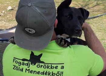 A Zöld Menedék Állatvédő Alapítvány gazdikat keres