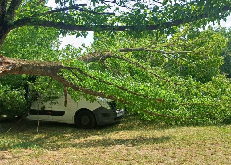 A Váci Városfejlesztő Kft. heti beszámolója