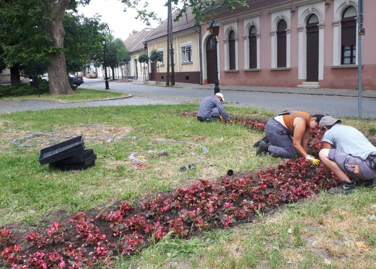 A Váci Városfejlesztő Kft. heti beszámolója