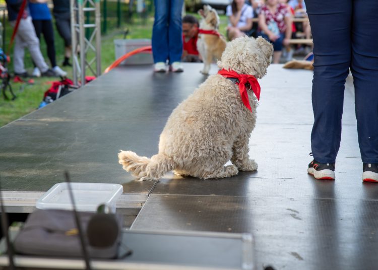 Családi nap a KRESZ parkban fotógaléria