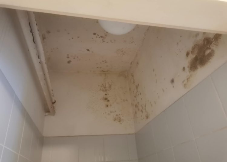 A Váci Városfejlesztő Kft. heti beszámolója