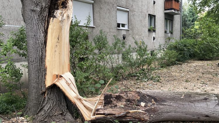 Fák dőltek ki, vezetékek szakadtak le – nem kímélte a vihar Vácot sem – videóval