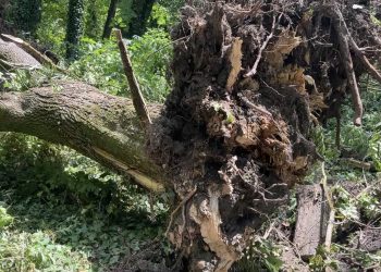 Balesetveszélyes a Liget- a Városfejlesztő dolgozik a terület akadálymentesítésén – videóval