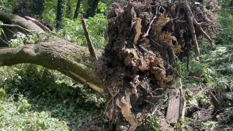 Balesetveszélyes a Liget- a Városfejlesztő dolgozik a terület akadálymentesítésén – videóval