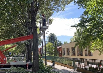 Visszametszették az Újhegyi út hársfáit – videóval