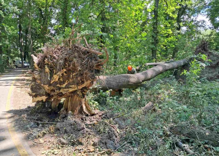 A Váci Városfejlesztő Kft. 2025.07.14. – 2025.07.20. közötti munkái