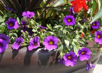 Az „Év óvodakertje” címért pályázik Vác a Virágos Magyarország versenyen – videóval