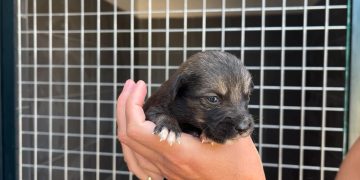 Második ütemben épülnek kennelek a Zöld Menedéknél – videóval