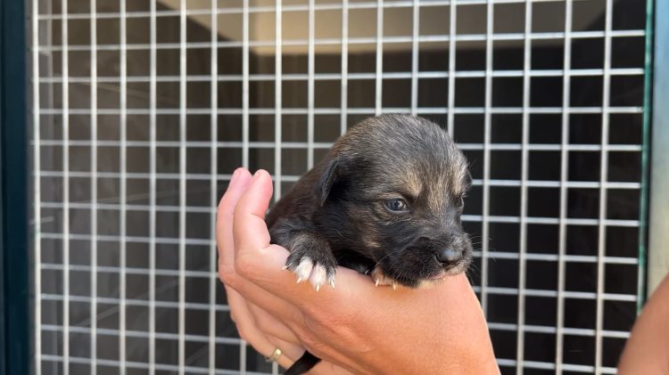 Második ütemben épülnek kennelek a Zöld Menedéknél – videóval