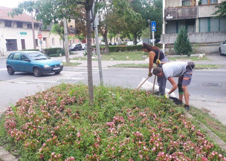 A Váci Városfejlesztő Kft. heti beszámolója