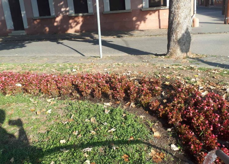 A Váci Városfejlesztő Kft. heti beszámolója