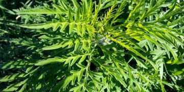 Elindult a parlagfűszezon – videóval