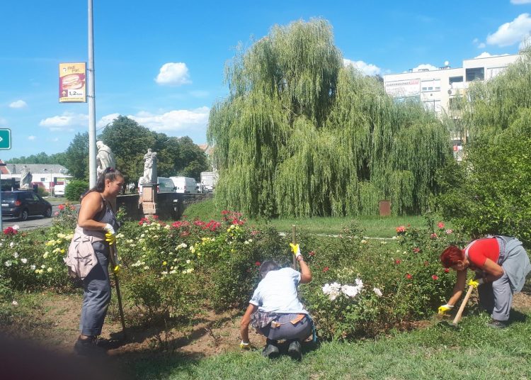 A Váci Városfejlesztő Kft. heti beszámolója