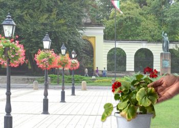 Közterületekről begyűjtött futómuskátlikat ad ajándékba a Váci Városfejlesztő Kft.