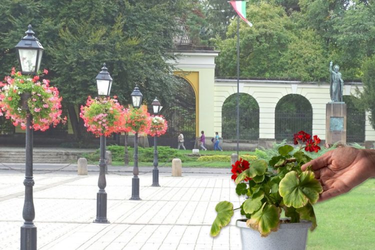 Közterületekről begyűjtött futómuskátlikat ad ajándékba a Váci Városfejlesztő Kft.