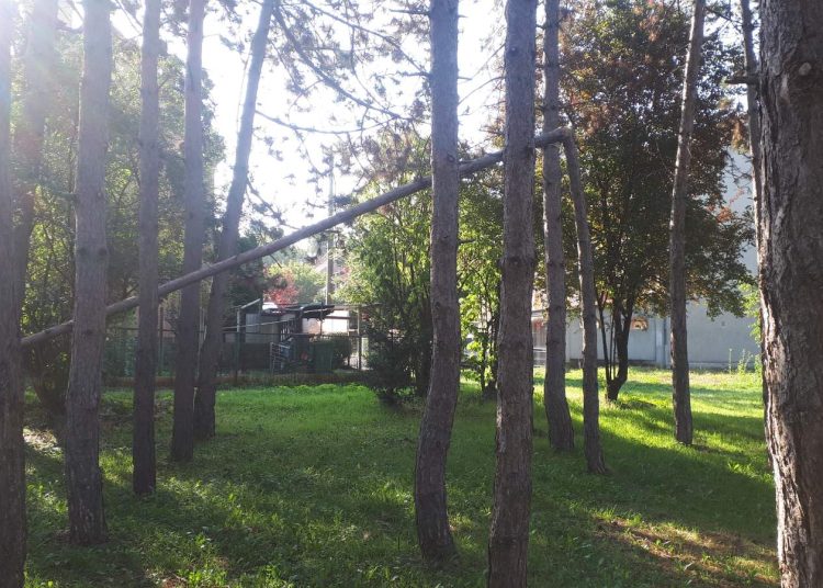A Váci Városfejlesztő Kft. heti beszámolója