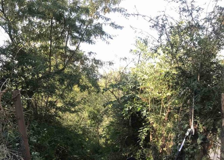 A Váci Városfejlesztő Kft. heti beszámolója