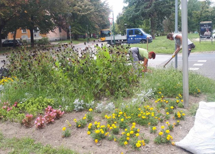 A Váci Városfejlesztő Kft. heti beszámolója