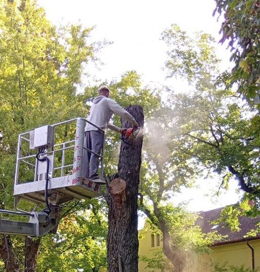 A Váci Városfejlesztő Kft. heti beszámolója