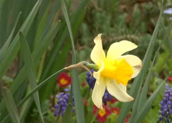 Pénteken adják át 23. alkalommal a Virágos Vácért díjakat – videóval