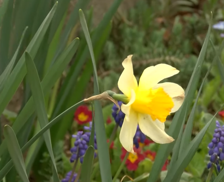 Pénteken adják át 23. alkalommal a Virágos Vácért díjakat – videóval