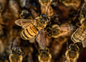 Községi zárlat elrendelése a mézelő méhek nyúlós költésrothadása fertőző betegségének megállapítása miatt