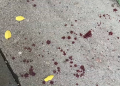 Késelés történt Vácon  – videóval