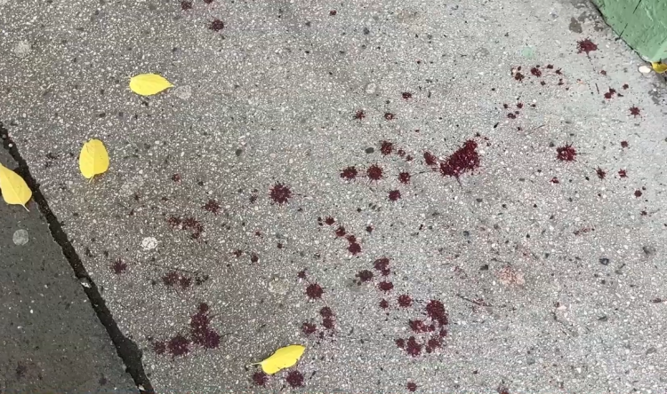 Késelés történt Vácon  – videóval