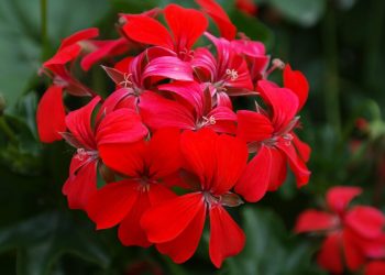 Futómuskátlik vehetők át a Váci Városfejlesztő Kft.-től – videóval