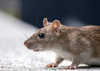 Elvégezte a negyedévente esedékes patkányirtást a DMRV alvállalkozója – videóval