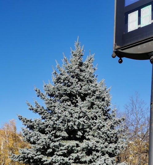 A Váci Városfejlesztő Kft. heti beszámolója