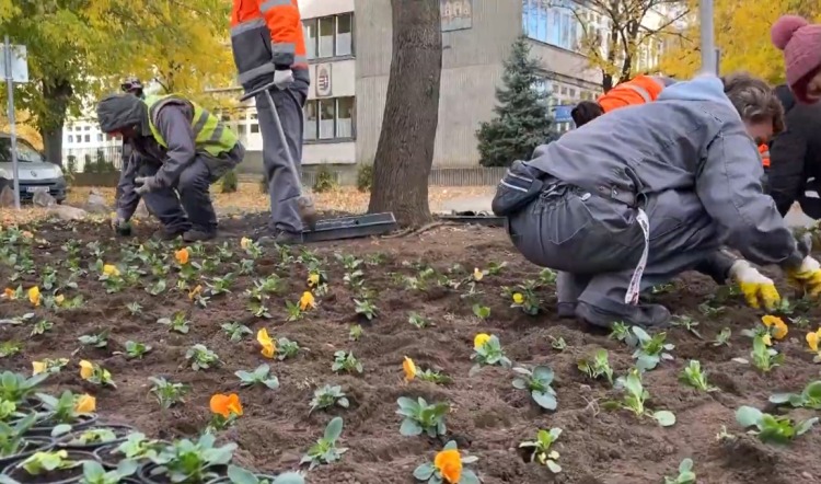 Az őszi-téli időszakhoz alakítja a város növényparkját a Városfejlesztő – videóval