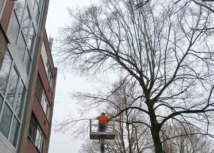 A Váci Városfejlesztő Kft. heti beszámolója