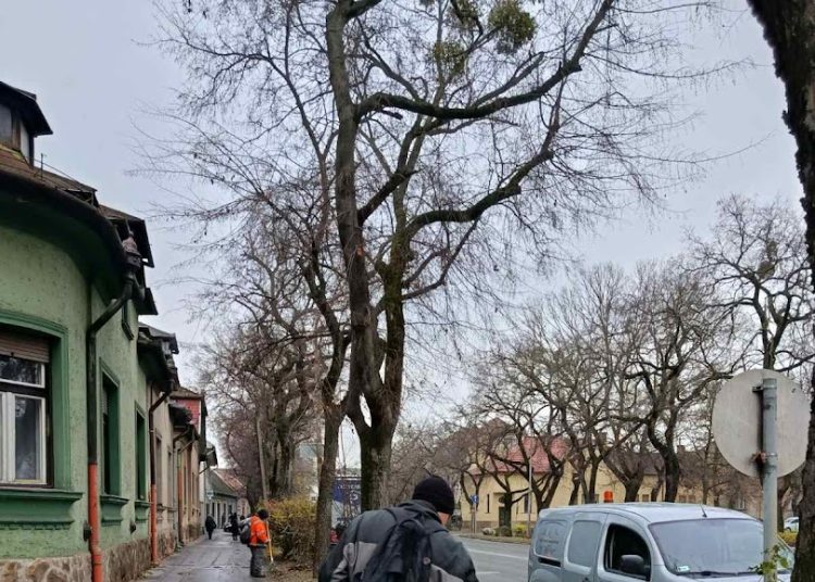 A Váci Városfejlesztő Kft. heti beszámolója
