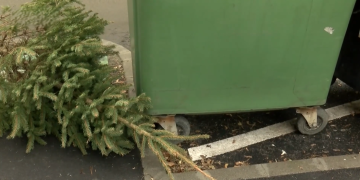 Január 7-én és 21-én szállítják el a kirakott karácsonyfákat Vácon