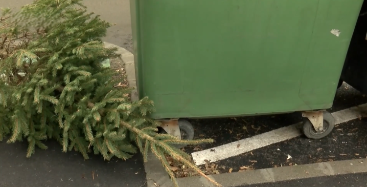 Január 7-én és 21-én szállítják el a kirakott karácsonyfákat Vácon