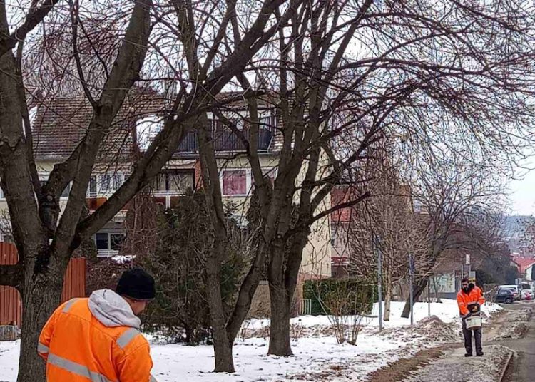 A Váci Városfejlesztő Kft. heti beszámolója