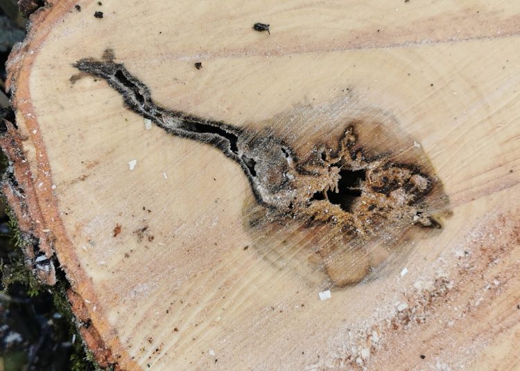 A Váci Városfejlesztő Kft. heti beszámolója