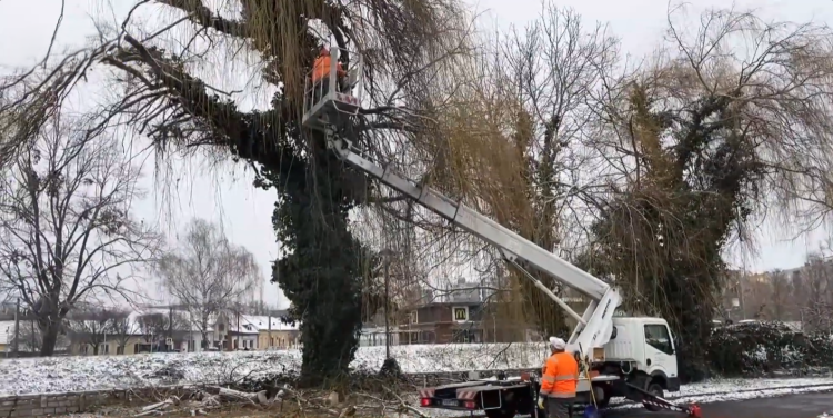 Ütemterv szerint metszi a fákat a Városfejlesztő Kft.