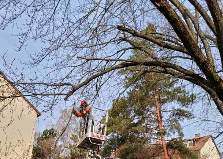 A Váci Városfejlesztő Kft. 12. heti beszámolója
