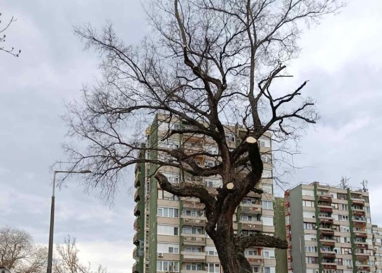 A Váci Városfejlesztő Kft. 13. heti beszámolója