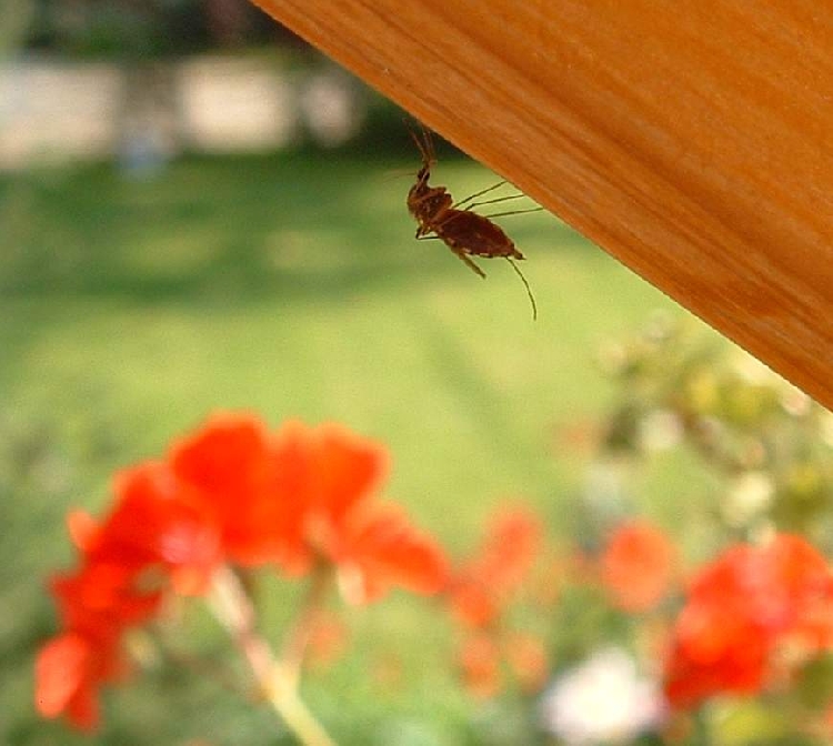 Lakossági tájékoztató földi szúnyoggyérítésrõl