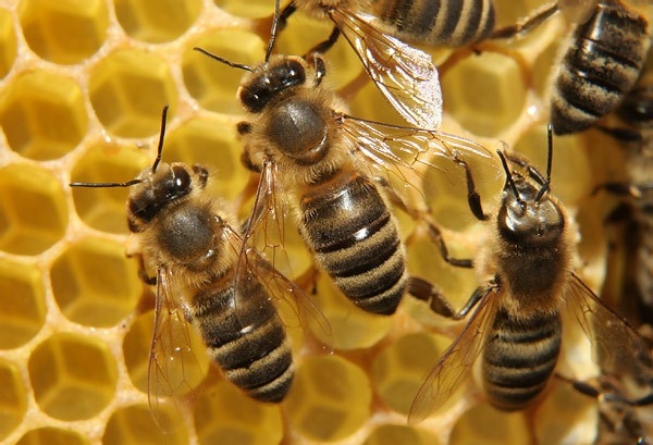 Lakossági tájékoztató- a méh és darázscsípés veszélyeivel kapcsolatban
